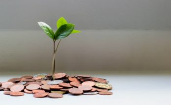 plant growing from money